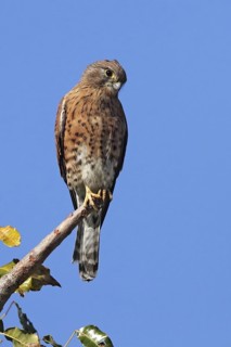 Malagasy Kestrel (Falco newtoni), Isalo, Madagascar