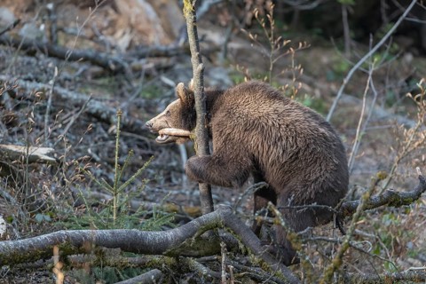 One young eurasian brown bear (Ursus arctos arctos) playing between dead trees with some late light