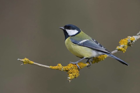 Great Tit (Parus major), Saxony, Germany