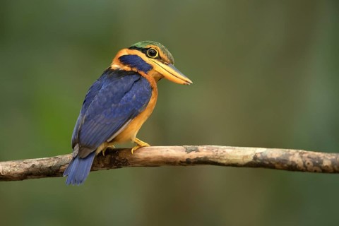 Rufous-collared Kingfisher (Actenoides concretus) male perched on a branch, Pahang, Malaysia