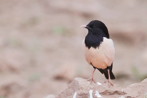 Rose-coloured Starling - Rostenstar - Pastor roseus, Kazakhstan, adult