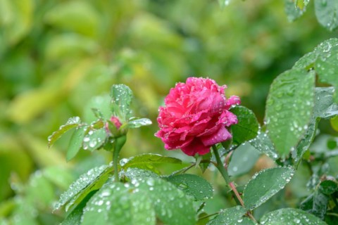 Portland rose (Rosa 'Rose de Rescht'), Höhere Bundeslehr- und Forschungsanstalt für Gartenbau,