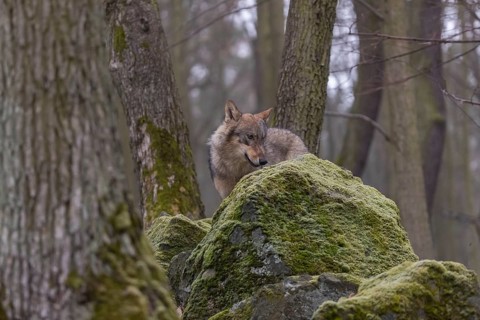 One young male eurasian gray wolf (Canis lupus lupus) standing on a mossy rock in a forest