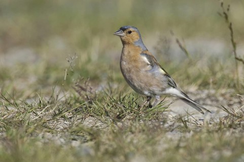 Common Chaffinch (Fringilla coelebs) male, New Zealand