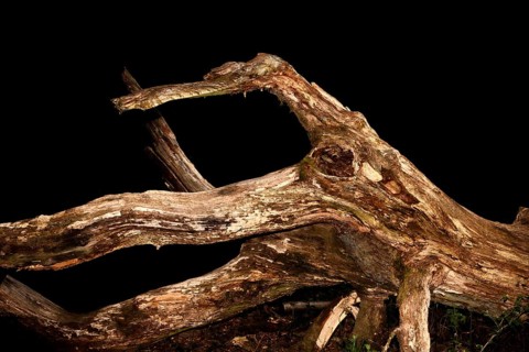 Old rotten oak tree, looks like an octopus, Primeval forest Urwald Sababurg, Hofgeismar, Weser