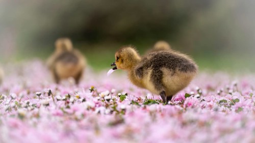 Canada goose chicks (Branta canadensis) three running through a meadow covered with pink cherry