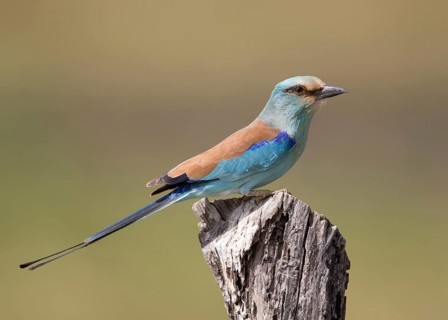 Abyssinian Roller (Coracias abyssinicus), Gambia