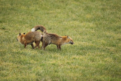 Fox (Vulpes vulpes) Ranz on the meadow, Allgäu, Bavaria, Germany, Allgäu, Bavaria, Germany