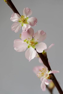 Blooming branches of a peach tree, spring, Germany
