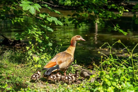Egyptian goose (Alopochen aegyptiaca) with chicks at a lake in the Fasanerie Landscape Park,