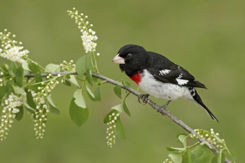 Rose-breasted Grosbeak (Pheucticus ludovicianus), Ohio, USA