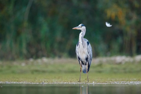 Grey Heron (Ardea cinerea) foraging, North Rhine-Westphalia, Germany