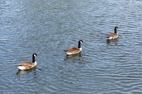 Canada geese, (Branta canadensis), River Avon, Stratford-upon-Avon, Warwickshire, England, Great