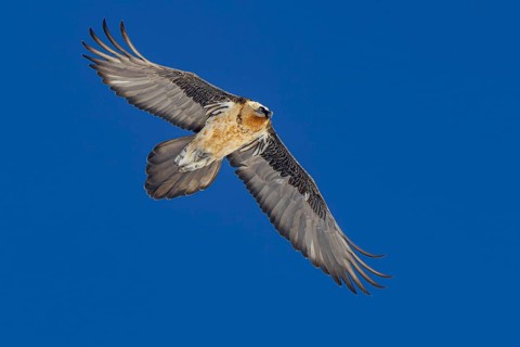 Bearded Vulture (Gypaetus barbatus) flying, Valais, Switzerland