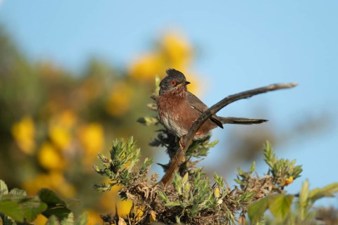 Dartford warbler (Sylvia undata) adult male bird on a Gorse bush branch, England, United Kingdom
