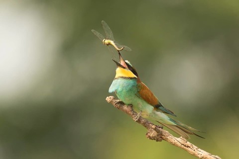 European Bee-eater (Merops apiaster) perched on a branch with dragonfly, Serbia