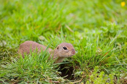 An adult European ground squirrel (Spermophilus citellus) or European souslik sits in green gras