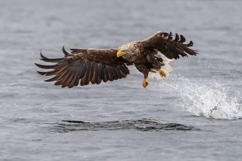 White-tailed Eagle (Haliaeetus albicilla) hunting, Norway
