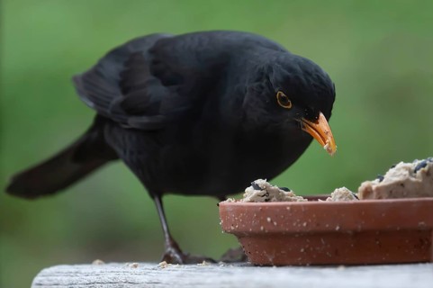 Male blackbird (Turdus) at the feeding place, Bavaria, Germany