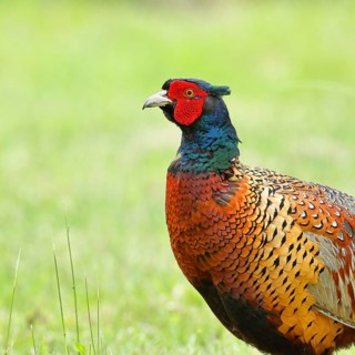 Pheasant, hunting pheasant (Phasianus colchicus), adult male bird in a meadow, animal portrait,