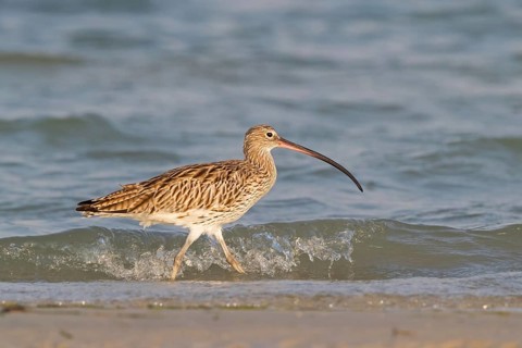 Eurasian curlew, curlew, (Numenius arquata), snipe family, biotope, habitat, feeding cue Al Ghidin,