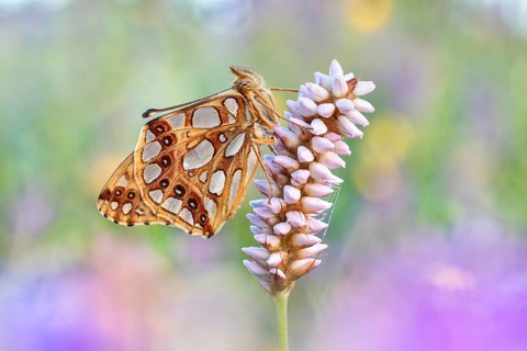 Der Kleine Perlmutterfalter (Issoria lathonia) von der Unterseite an Schlangenknöterich