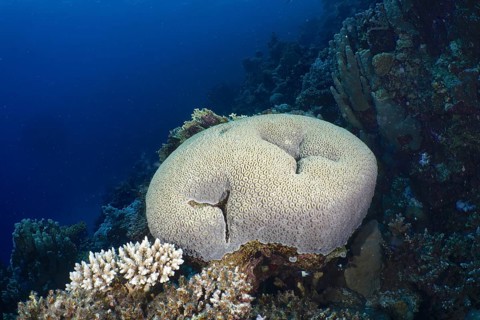 Button star coral (Favia favus)