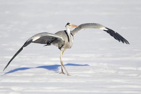Grey Heron (Ardea cinerea) flying, Berlin, Germany