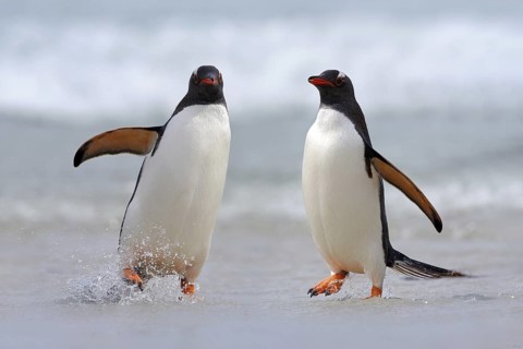 Running Penguin in the ocean water. Gentoo penguin jumps out of the blue water after swimming