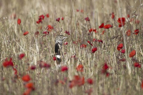 Little Bustard (Tetrax tetrax), Castile-La Mancha, Spain