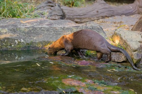 A giant otter or giant river otter (Pteronura brasiliensis) stands on a mossy rock by a small