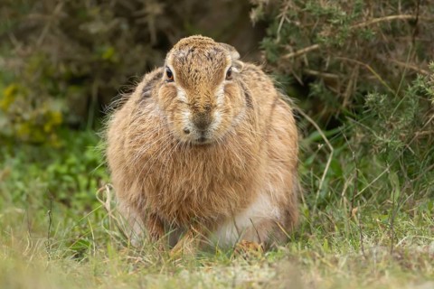 European brown hare (Lepus europaeus) adult animal resting in a grassland, England, United Kingdom