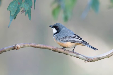 Rufous Whistler (Pachycephala rufiventris) male, Victoria, Australia
