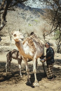 Ali milking a camel (camelus dromedarius), camel farm of Sheikh Ahmed Ali Al-Mahri, Sarfeit,