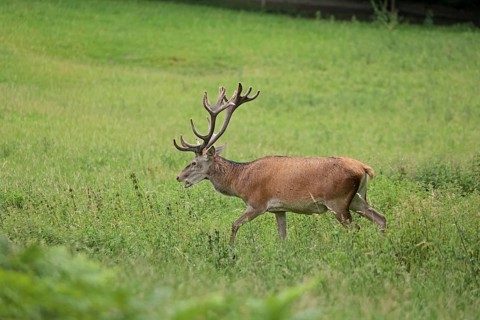 Red deer (Cervus elaphus), male
