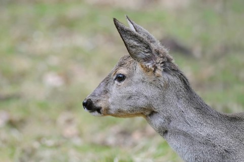 Roe deer (Capreolus capreolus), portrait, doe in winter coat, winter cover, Germany