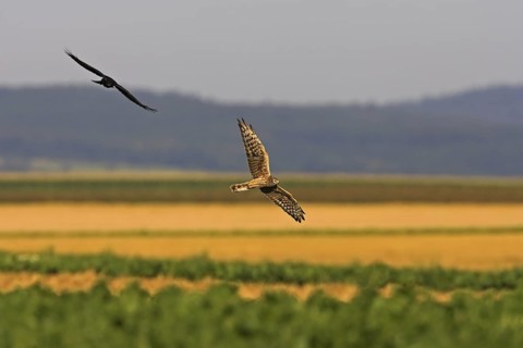 Montagu's Harrier (Circus pygargus) female flying, Rhineland-Palatinate, Germany