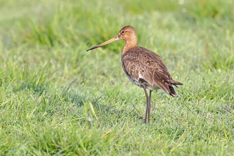 Common Snipe (Limosa limosa), foraging on a boggy meadow, snipes, wildlife, nature photography, wet