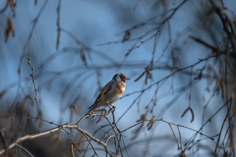 Goldfinch (Carduelis carduelis) on a branch, Middle Franconia, Bavaria, Germany