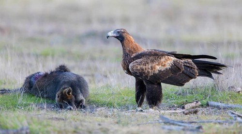 Wedge-tailed Eagle (Aquila audax) at the carcass of a Swamp Wallaby (Wallabia bicolor), Victoria,