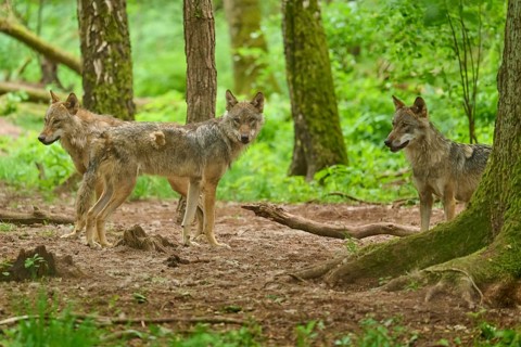 Three wolves in the forest, two are looking at the camera, one is standing to the side, wolf (Canis