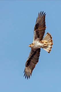 Bonelli's eagle (Hieraaetus fasciatus), Aigle de Bonelli, Águila-azor Perdicera, Tawi Atayr,