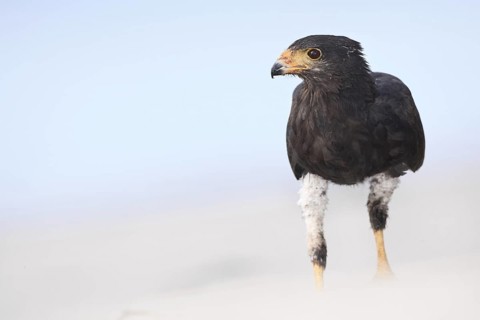 Common Black Hawk (Buteogallus anthracinus), El Farallon del Chiru, Panama