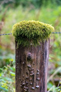 Mosses growing on a wooden fence post, in the Arnsberg Forest, Sauerland North Rhine-Westphalia,