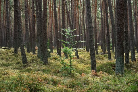 Young European beech (Fagus sylvatica) in a spruce forest, Vorpommersche Boddenlandschaft National
