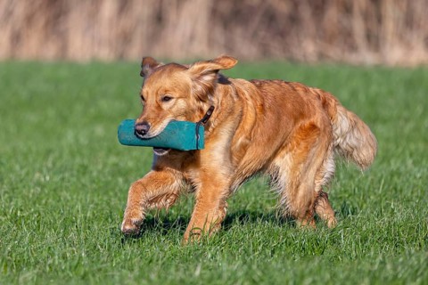 Golden retriever, gun dog running and fetching training dummy in field