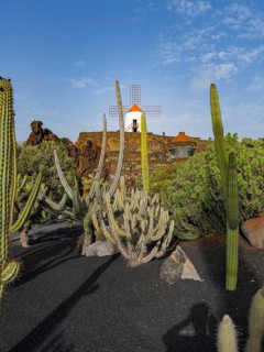 Diverse cacti and iconic windmill at a garden in Lanzarote, Canary Islands, Spain, enjoying the