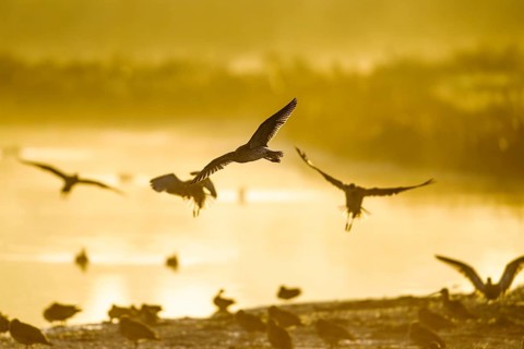 Eurasian Curlew, Numenius arquata, birds in flight over marshes at sunrise, Devon, England, United