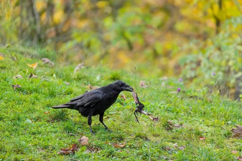 One common raven (Corvus corax) stands on a green meadow searching for food