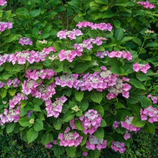 Plate hydrangea (Hydrangea macrophylla 'Blaumeise' pink), Austria